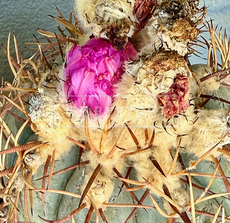 Devil's Barrel Bloom