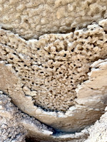 Rincon Badlands Honeycomb