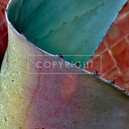 Cactus Curl