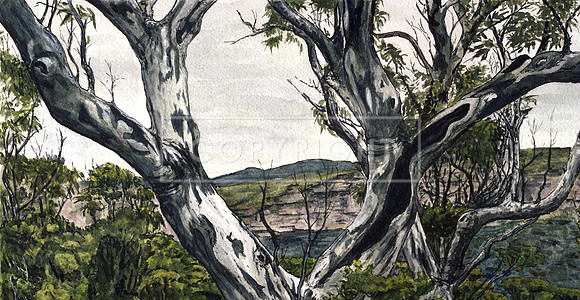 Gums along Bell's Line of Road, Blue Mountains, NSW