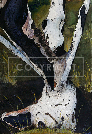Ghost Gum after Fire, the Kimberley