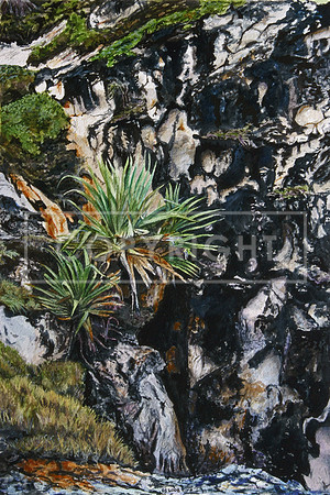 Pandanus on Black Lichen Cliffs, The Gorges, Straddie