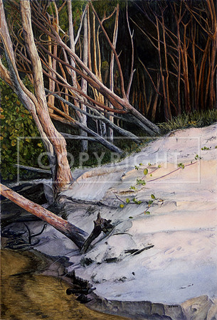 Creek Erosion, Beach Dune After Sunset (Cowan Cowan, Moreton Island)