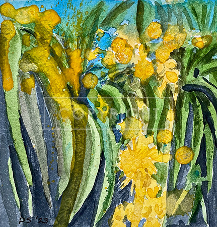 Wattle Burst