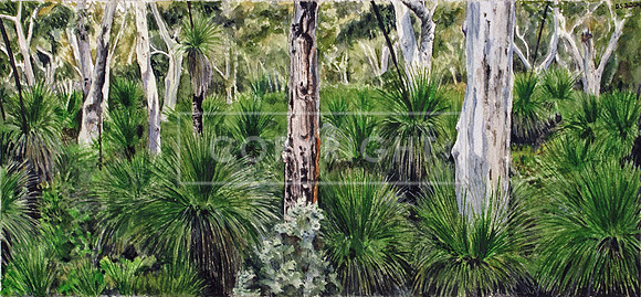 Middle Road Bush, Moreton Island