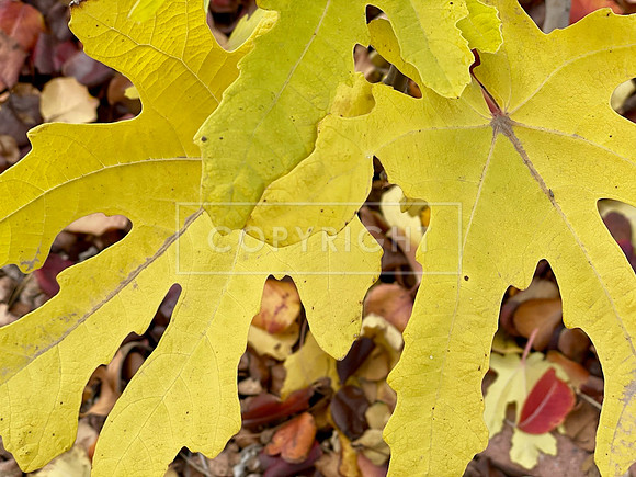 Fig Leaves in Gold