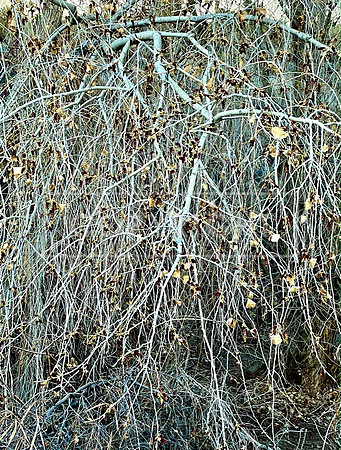 Muted Tree