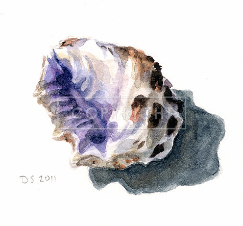 Drupa Morum Miniature