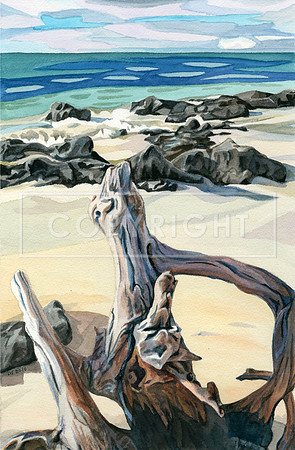 Driftwood, Moreton Island