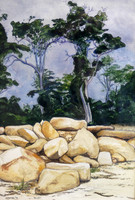 Rainy Rocks and Pink Gums, near Sydney