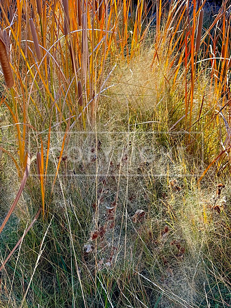 Cheatgrass Cattails