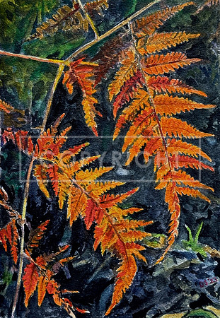 Flaming Fern (Middle Brother NP)