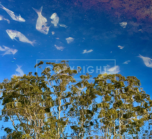 Dead Fish Clouds