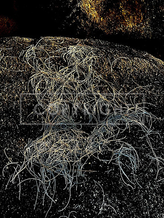 Casuarina Needles