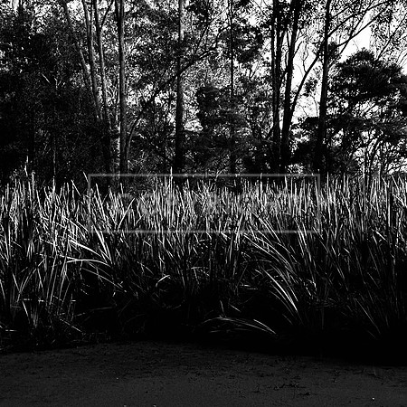 Dusk Reeds