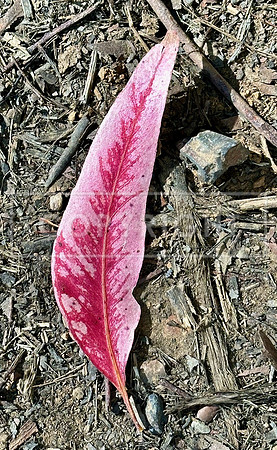 Magenta Gum Leaf