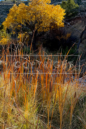 Cottonwood Cattail Clearing