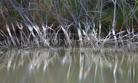 Edge of the Reservoir