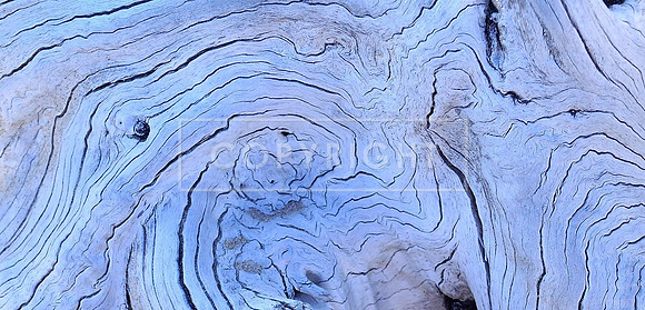 Driftwood Swirls (Moreton)