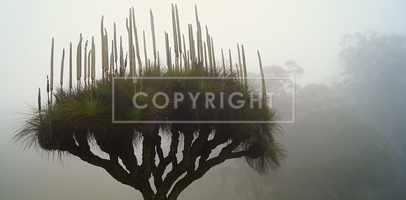 The Ancient One, Bunya Mts