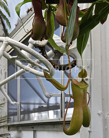 By the Greenhouse Crank