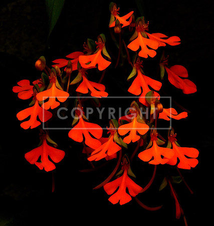 Red Hot Orchids