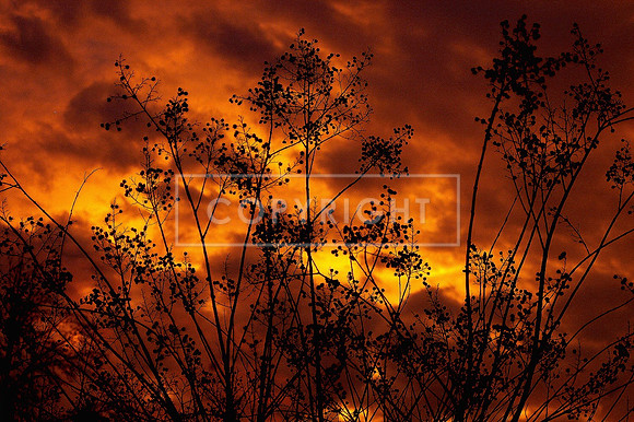 Crepe Myrtle Fire Storm
