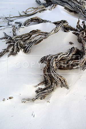 Exposed, White Sands