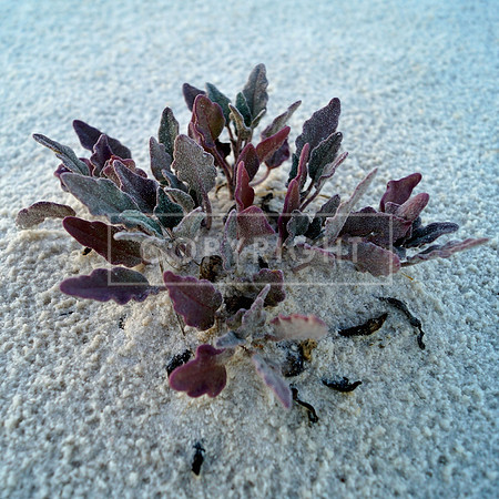 Survivor, White Sands