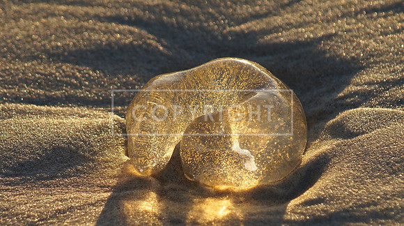 Sunlit Jelly, Amity Beach