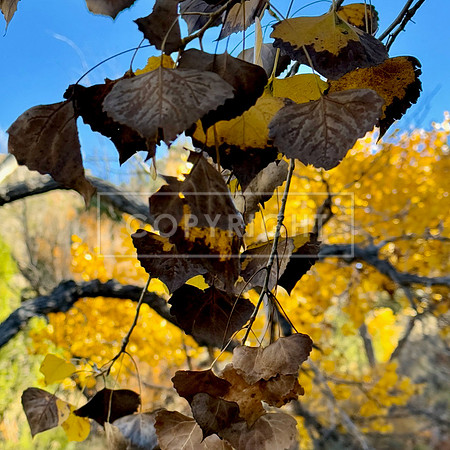 Autumn's End
