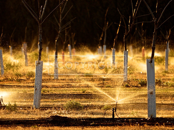 Pecan Sprinklers