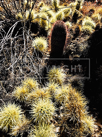 Jumping Cholla Pups