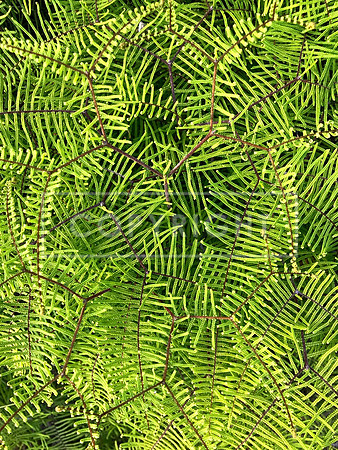 Fern Fractals