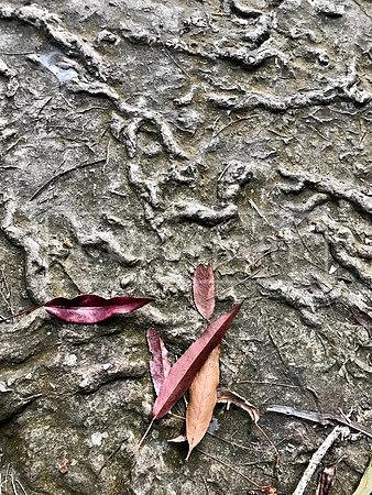 Fossil Rock Leaves