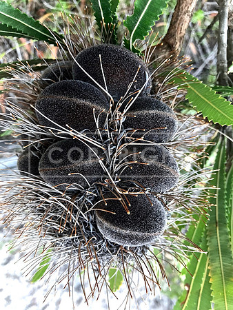 Dark Gray Banksia