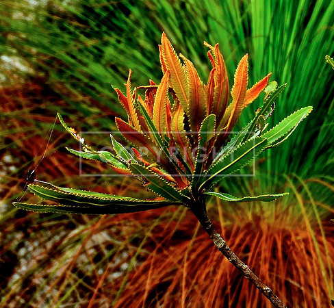 Banksia New Growth