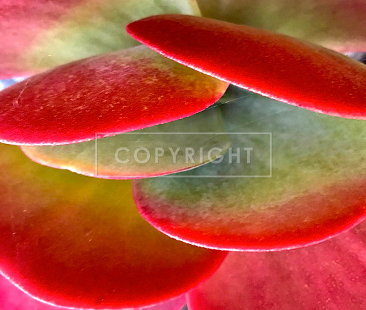Succulent Saucers