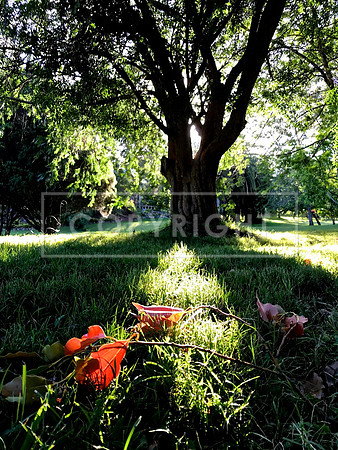 Fading Summer