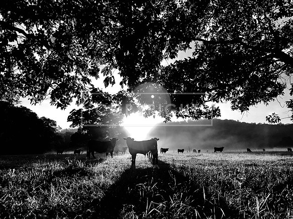Solar Cow