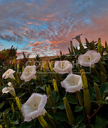 Datura Dawn