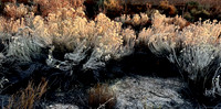 Winter Chamisa