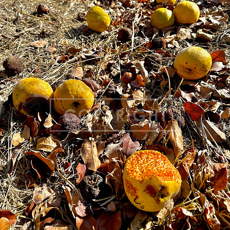 Quince Ditch