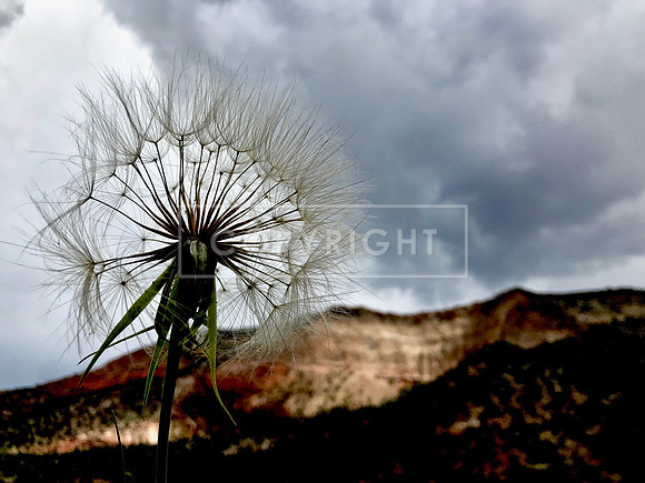 Jemez Fireworks