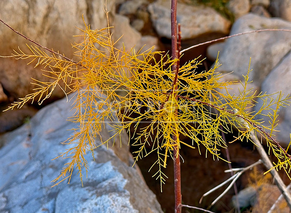 Salt Cedar Still Life