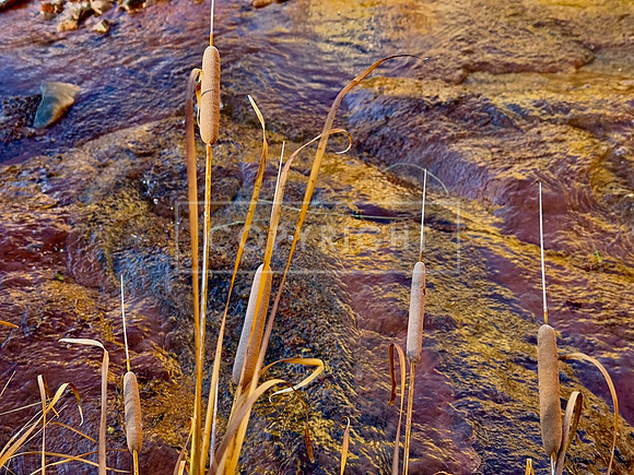 Cattail Water Colors