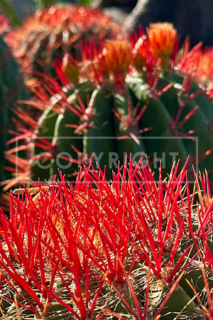Cactus Fireworks