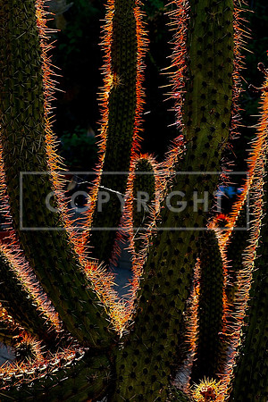 Cactus Aura