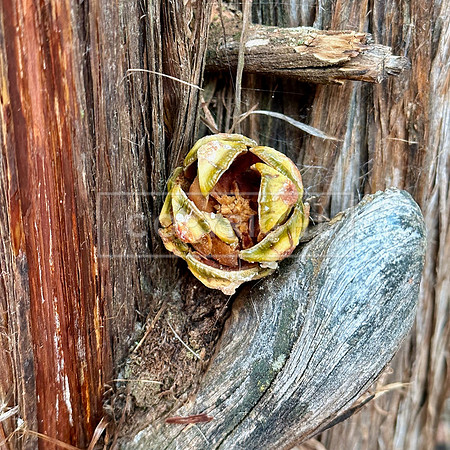 Juniper Rose
