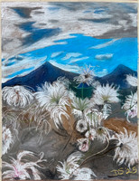 Apache Plume (Chalk-the-Walk)